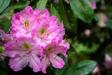 Pink Rhododendron flowers close up