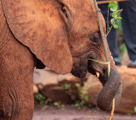 Naklejka na ściany i meble Elephant Orphanage in the Nairobi National Park, Kenya