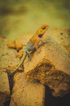 The oriental garden lizard, eastern garden lizard, bloodsucker or changeable lizard is an agamid lizard found widely distributed in indo-Malaya.