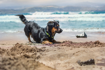 Dog playing in the sand on the beach in summer.