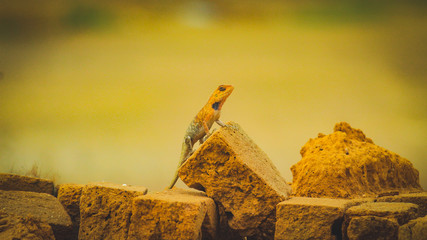 The oriental garden lizard, eastern garden lizard, bloodsucker or changeable lizard is an agamid lizard found widely distributed in indo-Malaya.