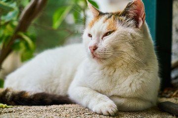 a cute white cat relaxing