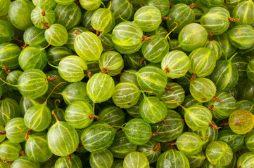Gooseberries background. Background of gooseberries. Sweet and juicy berry. Green berries.