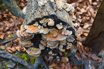 The closeup of a timber fungus on a tree
