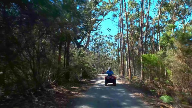 Slow motion tilt shot of a forest green belt changed into lock in shot of a driver facing shot of a blond woman riding a red quadro bike on a forest trail in Freycinet National Park