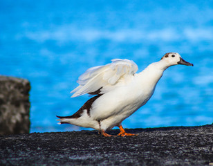 Pato ao final do dia