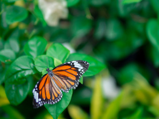 Fototapeta na wymiar close up beautiful full wing orange butterfly Common Tiger (Danaus genutia) on red flower with green garden background