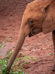 Elephant Orphanage in the Nairobi National Park, Kenya
