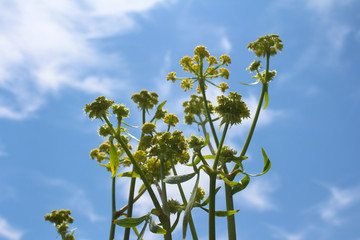 Levisticum officinale, commonly called lovage plant in the garden, leaves and flower, future seeds with the blue sky in background in Uzice