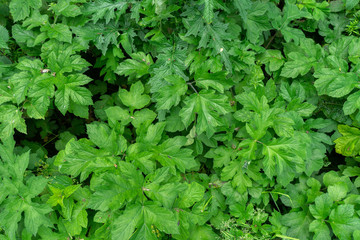 variation of green lush summer tree leaves texture top view