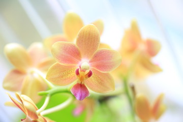 Obraz na płótnie Canvas orchid spring