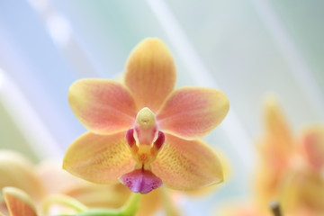orchid spring