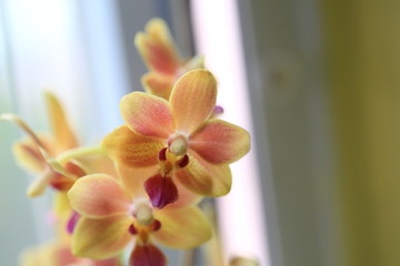 orchid spring