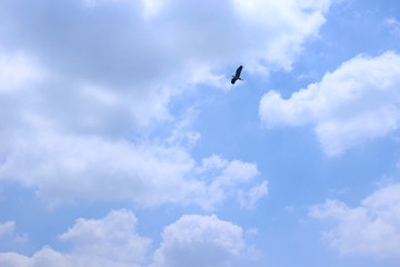 하늘을 날으는 새