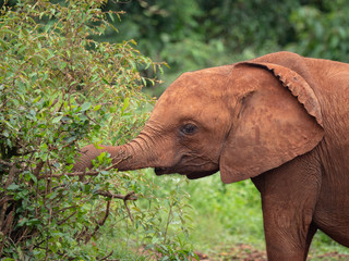 Fototapeta na wymiar Elephant Orphanage in the Nairobi National Park, Kenya