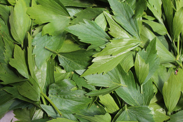 Levisticum officinale, commonly called lovage plant in the garden, leaves, future seeds in my organic garden, preparing for drying