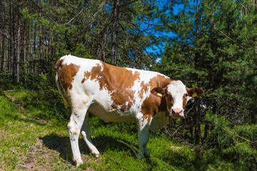 Fototapeta na wymiar Weidende Kuh im Wald