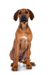 Cute wheaten Rhodesian Ridgeback puppy dog with dark muzzle, sitting up facing front. Looking at camera with sweet brown eyes. Isolated on white background.