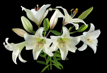 white large lily flowers on black