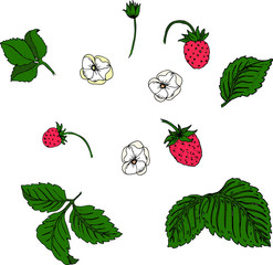 Wild strawberry set berries and flowers