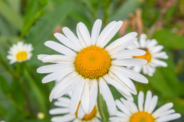 Fototapeta premium field chamomile closeup on green background