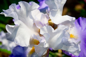 Iris flowers with blue petals closeup