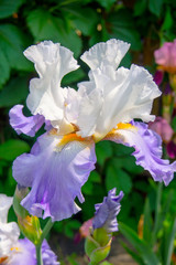 Obraz na płótnie Canvas Iris flowers with blue petals closeup