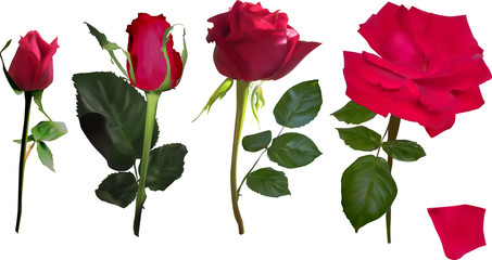four dark red rose flowers isolated on white