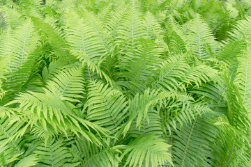 light green fern background in the forest jungle