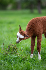 Obraz premium Young Alpaca eating grass, South American mammal