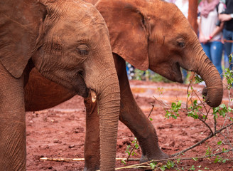 Elephant Orphanage in the Nairobi National Park, Kenya