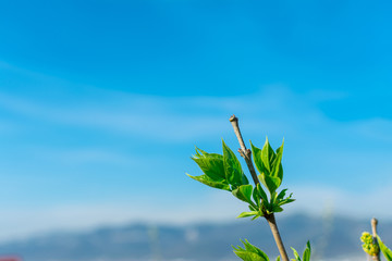 Branches of a pear tree with young green leaves against the blue sky in the corner of the frame, copy space