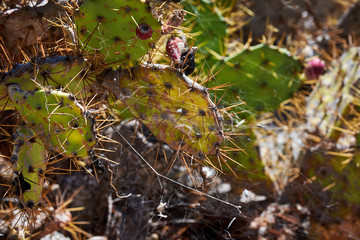 Big cacti in the mountains.