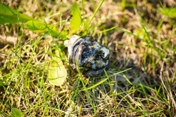 Black burnt plastic among green grass