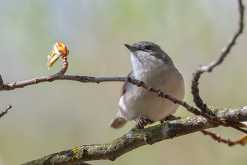 Obraz premium Lesser Whitethroat in spring