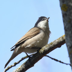 Lesser Whitethroat in spring