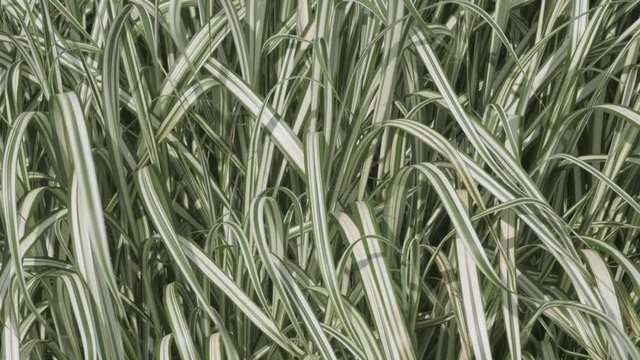 Feuillage de plantes, temps venteux 