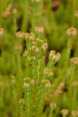 european stonecrop flowers in the garden