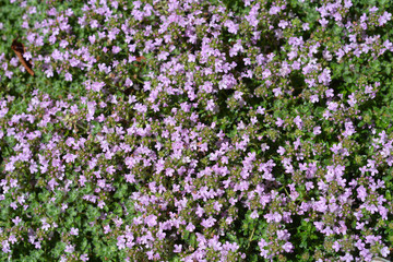 Obraz premium wild thyme flowers
