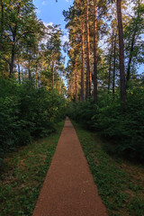 alley in the botanical garden