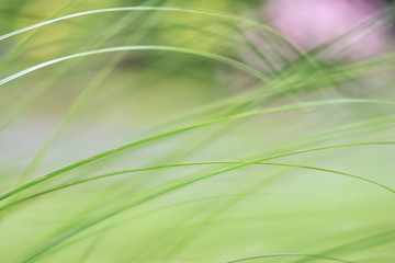 Background from close-up shot or macro shot of green grass
