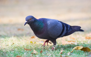Beautiful Portrait of a Pigeon  against a nice soft green blurry background