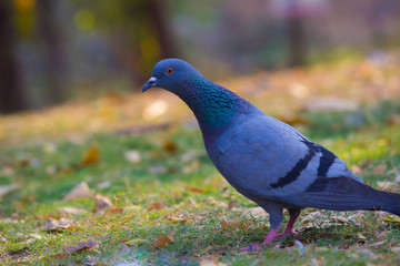 Beautiful Portrait of a Pigeon  against a nice soft green blurry background