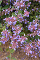 Common sage flowers in garden