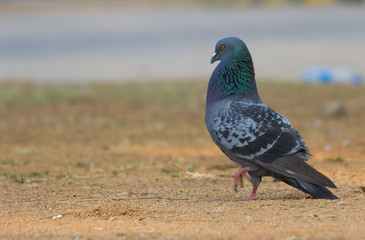 Obraz premium Beautiful Portrait of a Pigeon against a nice soft green blurry background