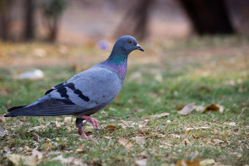 Beautiful Portrait of a Pigeon  against a nice soft green blurry background