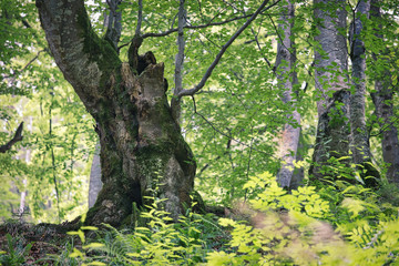 Fototapeta premium Beautiful trees root and bark in the forest nature landscape green grass