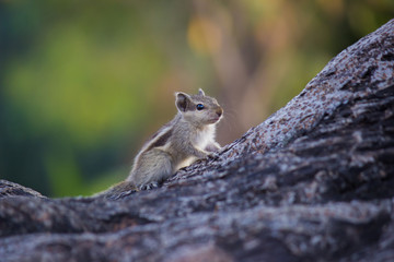 Beautiful Portrait of a Squirrel on the Tree trunk in its natural habitat