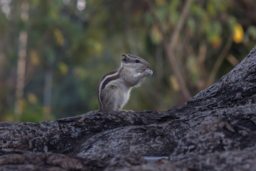 Beautiful Portrait of a Squirrel on the Tree trunk in its natural habitat