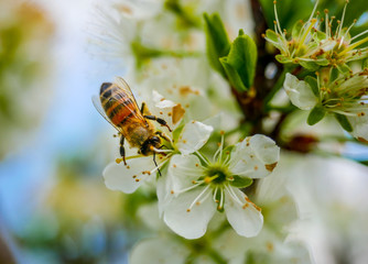Abeille sur cerisier